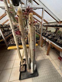Preview: Cleistocactus strausii